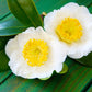 5 TEA PLANT Black & Green Drinking Tea Camellia Sinensis Evergreen Tree Shrub Flower Seeds