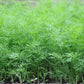 2500 BOUQUET DILL Anethum Graveolens Herb Flower Seeds