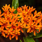 30 ORANGE BUTTERFLY MILKWEED Asclepias Tuberosa Flower Seeds