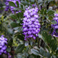 10 TEXAS Mountain LAUREL Sophora Secundiflora Mescal Tree Purple Flower Seeds