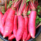 250 RED Arrow SPROUTING RADISH MiniGreen Daikon Raphanus Sativus Vegetable Seeds