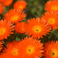 100 Gelato ORANGE ICE PLANT Mesembryanthemum Livingstone Daisy Flower Seeds