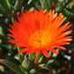 100 Gelato ORANGE ICE PLANT Mesembryanthemum Livingstone Daisy Flower Seeds