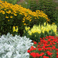 50 SCARLET VERBENA Red Nana Compacta Fragrant Flower Seeds