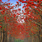 10 RED SILK COTTON Tree Bombax Ceiba Kapok Tropical Flower Seeds