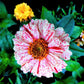 250 ZIN MASTER ZINNIA Mix Elegans Mixed Colors Flower Seeds