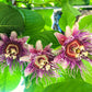 5 GIANT GRANADILLA Red Passion Flower Passiflora Quadrangularis Yellow Fruit Vine Seeds