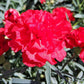 50 SCARLET RED CARNATION Dianthus Caryophyllus Grenadin Double Flower Seeds