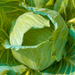 500 Early JERSEY WAKEFIELD CABBAGE Brassica Oleracea Capitata Vegetable Seeds