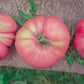 50 Giant BELGIAN PINK TOMATO Huge Pink Skin Lycopersicon Fruit Vegetable Seeds