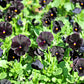 50 BLACK PANSY Clear Crystals Viola Wittrockiana Flower Seeds