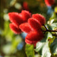 100 ANNATTO TREE Lipstick Plant Bixa Orellana Seeds