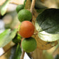 15 INDIAN PLUM Osoberry Oregon Oso Berry Oemleria Cerasiformis Fruit Shrub Seeds