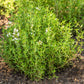 30 ORANGE THYME Orangelo Thymus Vulgaris Fragrantissimus Culinary Herb Seeds