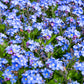 100 Mixed FORGET ME NOT Pink Blue White Mix Myosotis Alpestris Flower Seeds *Flat Shipping