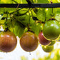 20 PURPLE PASSION FRUIT Passionflower Granadilla Passiflora Edulis Flower Vine Seeds