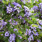 10 TEXAS Mountain LAUREL Sophora Secundiflora Mescal Tree Purple Flower Seeds