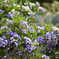 10 TEXAS Mountain LAUREL Sophora Secundiflora Mescal Tree Purple Flower Seeds