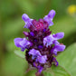100 HEAL ALL Self Heal Prunella Vulgaris Purple Herb Flower Seeds