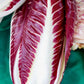 100 RADICCHIO DI TREVISO Radicchio Rose Vegetable Seeds
