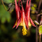 100 WILD/ CANADIAN COLUMBINE Aquilegia Canadensis Flower Seeds