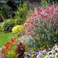 200 Organic ROSE CAMPION Magenta Silver Catchfly Lychnis Silene Coronaria Flower Seeds