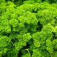 1500 TRIPLE CURLED PARSLEY Petroselinum Hortensis Herb Vegetable Seeds