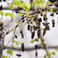 15 CHOCOLATE VINE Edible Fruit Akebia Trifoliata Flower Ornamental Climber Seeds