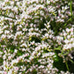 30 GERMAN STATICE White Sea Lavender Goniolimon Tataricum Limonium Flower Seeds