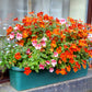 50 ORANGE PRINCE NEMESIA Strumosa Flower Seeds