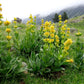 30 GREAT YELLOW GENTIAN Gentiana Lutea Herb Flower Seeds