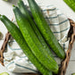 30 ENGLISH CUCUMBER Cucumis Sativus Burpless Fruit Vegetable Seeds