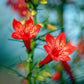 200 STANDING CYPRESS (Scarlet Gilia) Ipomopsis Rubra Flower Seeds
