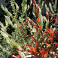 200 WHITE MIGNONETTE Reseda Alba Very FRAGRANT Flower Seeds