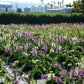 1000 DWARF FOXY MIX FOXGLOVE Digitalis Purpurea Flower Seeds