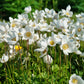 5 MADONNA ANEMONE Sylvestris White & Yellow Flower Seeds