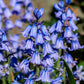 10 WOOD HYACINTH Mixed Colors English Woodland Spanish Bluebell Scilla Campanulata Hyacinthoides Hispanica Pink Purple White Flower Seeds