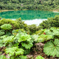 10 GUNNERA INSIGNIS Giant Rhubarb (Leaves up to 6' Wide, Red Flower Spikes to 3') Dinosaur Plant Seeds