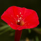 30 CARDINAL CLIMBER VINE Ipomea Quamoclit Red Flower Seeds
