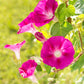 50 SCARLET O'Hara MORNING GLORY Red Ipomoea Nil Flower Vine Seeds