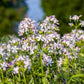 50 WHITE ROCK SOAPWORT Saponaria Vaccaria Alba Flower Seeds