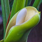15 Lacy TREE PHILODENDRON Split Leaf Cut-leaf Selloum House Plant Seeds