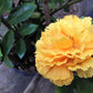 50 YELLOW CARNATION Dianthus Caryophyllus Grenadin Double Flower Seeds