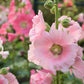 25 PALE PINK HOLLYHOCK Light Alcea Rosea Flower Seeds Perennial