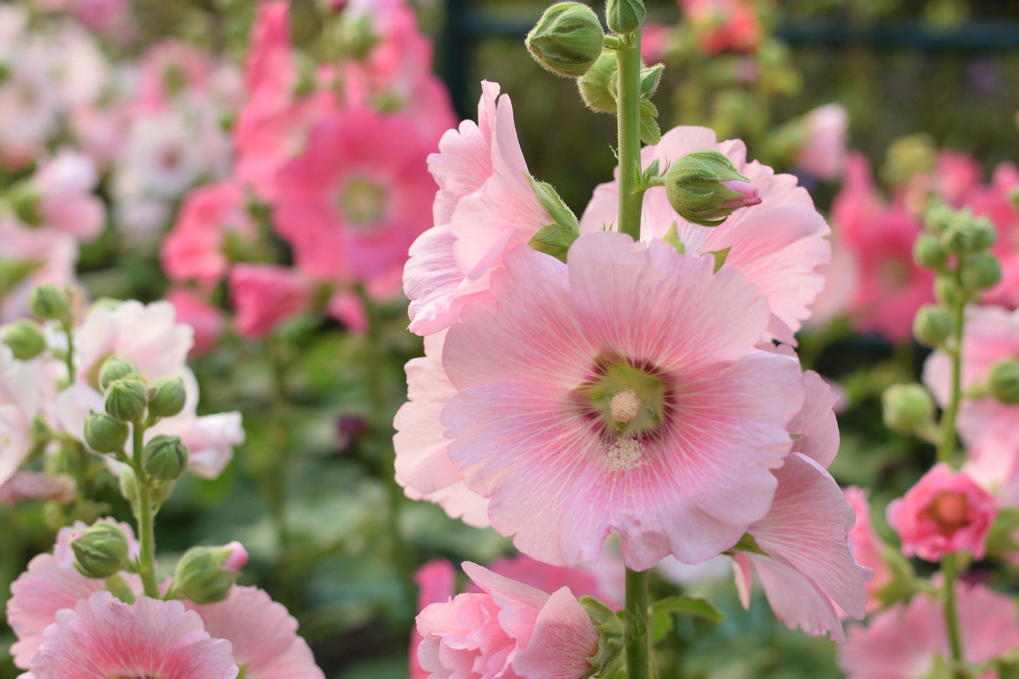 25 PALE PINK HOLLYHOCK Light Alcea Rosea Flower Seeds Perennial
