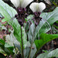 5 WHITE BAT FLOWER Tacca Integrifolia Nivea Bat Head Lily Flower Seeds