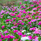 100 DWARF Little MIX PERIWINKLE / Vinca Rosea Flower Seeds