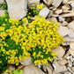 200 GOLDEN CARPET SEDUM Acre Gold Moss Stonecrop Flower Seeds