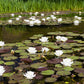 10 WHITE WATER LILY / Lily Pad / Sacred Asian Water Lotus Nymphaea Ampla Flower Seeds