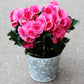 10 BRIGHT PINK DOUBLE BEGONIA Tuberosa Tuberous Begonia Shade Flower Seeds
